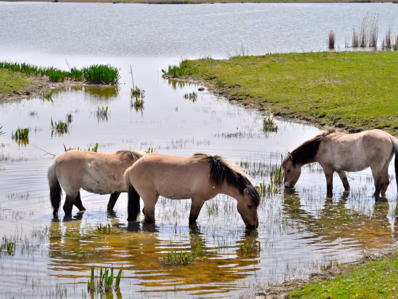 Les chevaux Henson