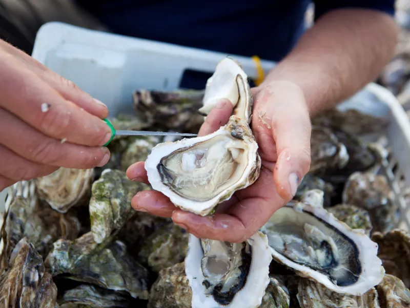 Déguster des huîtres à Veules-les-Roses